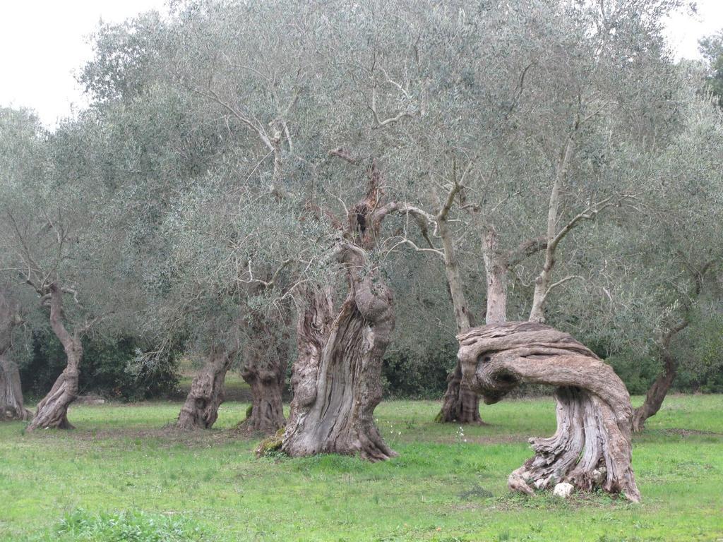 Tenuta Sant'Andrea Giuggianello Ngoại thất bức ảnh